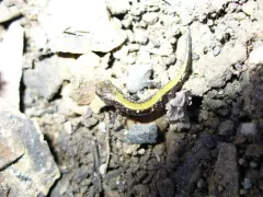 Coeur d'Alene Salamander thumbnail 2