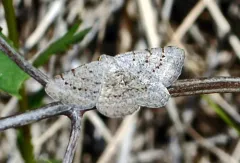 Digrammia sublacteolata thumbnail 1