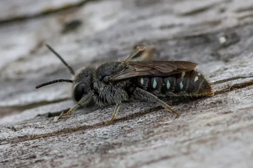 Subemarginate Cuckoo Carder Bee