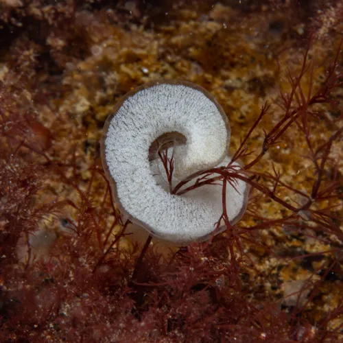 Okenia ascidicola