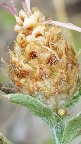 Meadow Knapweed