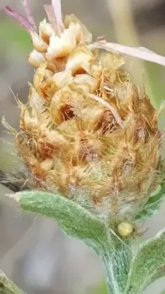 Meadow Knapweed thumbnail 1