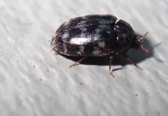 Glabrous Cabinet Beetle thumbnail 3