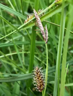 russet sedge thumbnail 2