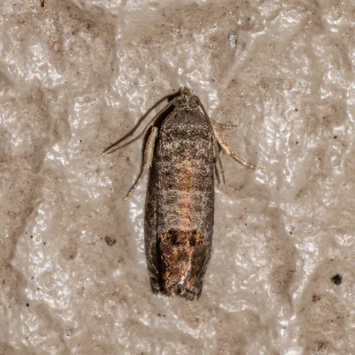 Codling Moth