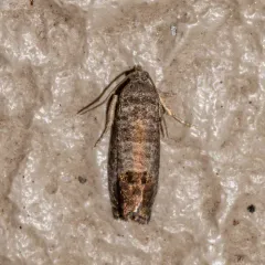 Codling Moth