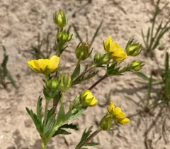 Drummond's cinquefoil thumbnail 2