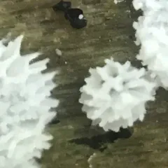 Honeycomb Coral Slime Mold thumbnail 2
