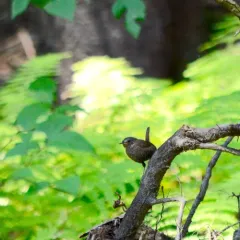 Winter Wren thumbnail 3