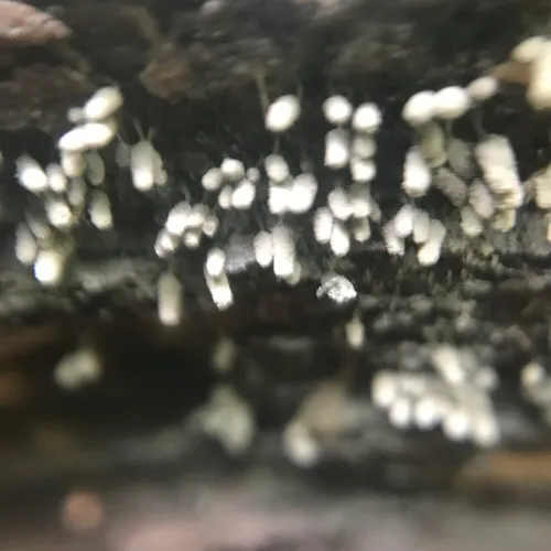 White Carnival Candy Slime Mold