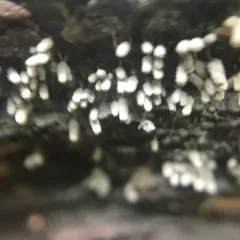 White Carnival Candy Slime Mold thumbnail 1