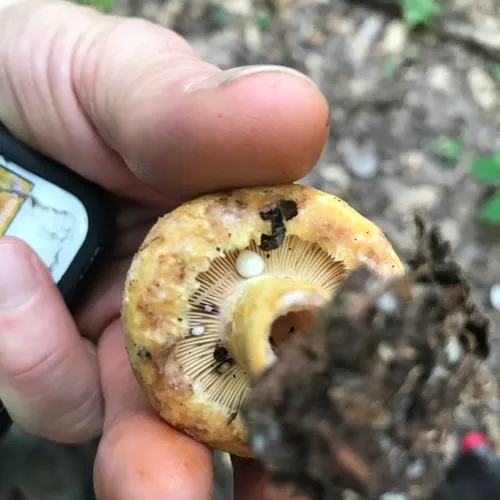 Purple-staining Bearded Milk Cap