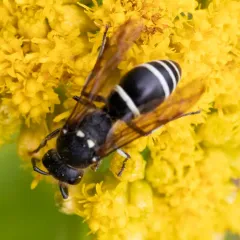 White-banded Potter Wasp thumbnail 4