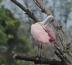 Roseate Spoonbill thumbnail 3