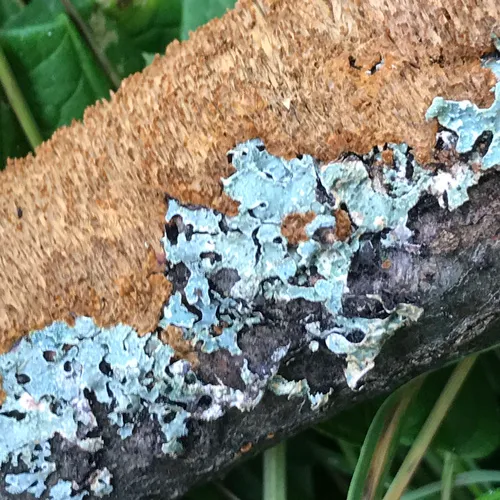 brown-toothed crust fungus