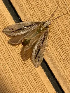 Rush Sedge Caddisfly thumbnail 2