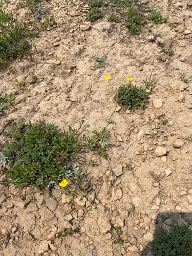 Brewer's cinquefoil