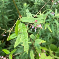 panicled ticktrefoil thumbnail 2