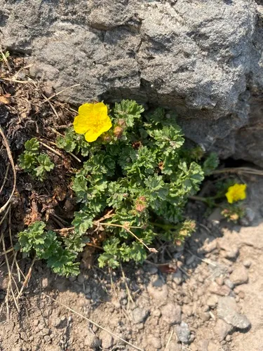 Sparseleaf Cinquefoil