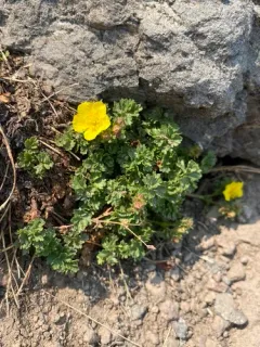 Sparseleaf Cinquefoil thumbnail 1
