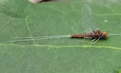 Baetis bicaudatus thumbnail 2