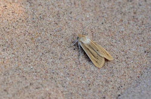Copablepharon michiganensis