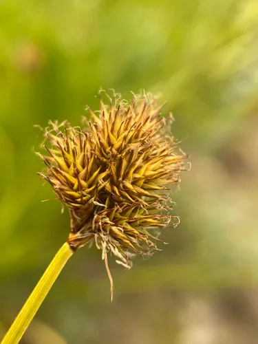 Cloud Sedge