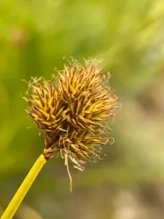 Cloud Sedge thumbnail 1