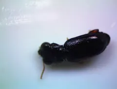 Brassy Big-eyed Beetle thumbnail 2