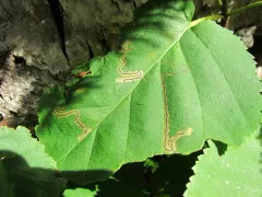 Drab Birch Pigmy thumbnail 4