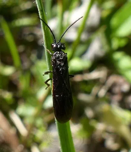 Strongylogaster tacita