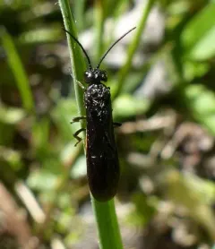 Strongylogaster tacita thumbnail 1