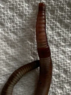 Rustic Jumping Worm thumbnail 4