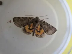 Alabama Underwing thumbnail 2