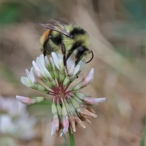 Vancouver Bumble Bee
