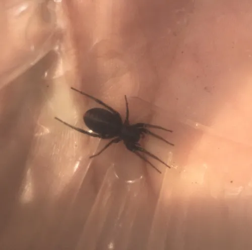 Red-spotted Ant-mimic Sac Spider