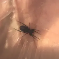 Red-spotted Ant-mimic Sac Spider thumbnail 1