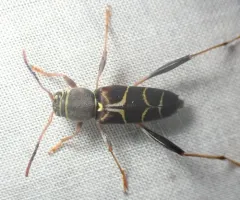 Neoclytus mucronatus thumbnail 2