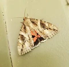 Catocala irene thumbnail 3