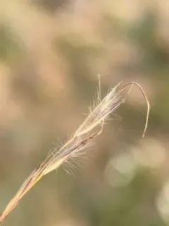 pinewoods needle grass thumbnail 2