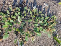 Wyoming Sand Verbena thumbnail 2