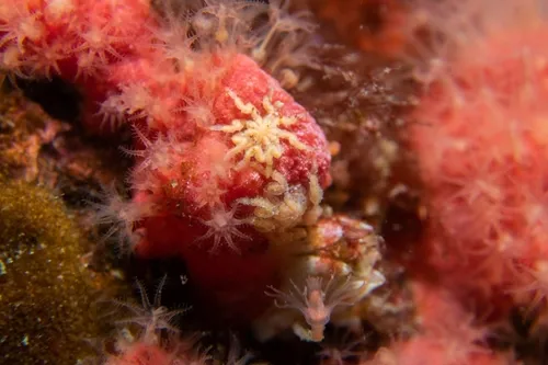 Tanystylum grossifemorum