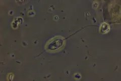 Anisonema acinus thumbnail 2