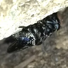 Cuterebra approximata thumbnail 1
