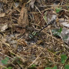 Boreal Snaketail thumbnail 3