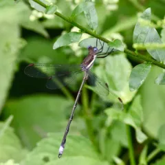 Great Spreadwing thumbnail 3