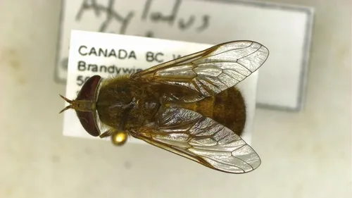 Atylotus tingaureus