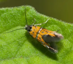 Spinach moth thumbnail 2