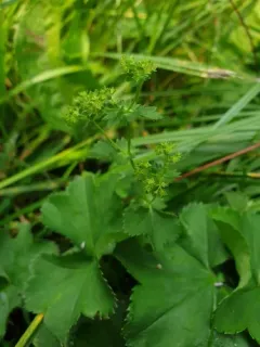 Large-toothed Lady's-mantle thumbnail 2
