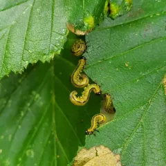 striped alder sawfly thumbnail 3